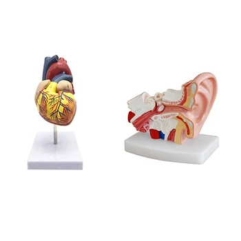 Модель человеческого сердца 1: 1, анатомически точная модель сердца и в 1,5 раза увеличенная анатомическая модель человеческого уха, демонстрирующая органы