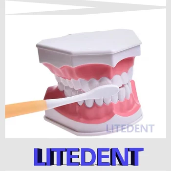Зубная модель Практика чистки зубов Зубной нитью Обучение модели Типодонтов Учебному Пособию по Чистке зубов в детском саду