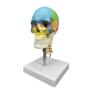 Череп Медицинская обучающая модель Человеческий череп с шейным позвонком Анатомическая модель челнока