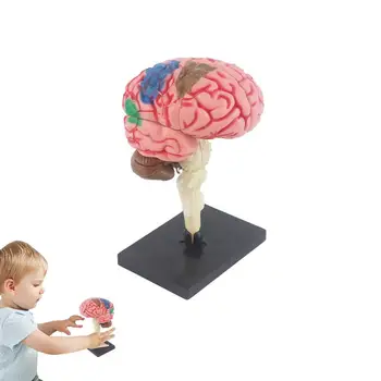 Детские анатомические игрушки Модель анатомии тела Модель человеческого мозга для детей Оборудование для обучения биологии человеческого глазного яблока Школьные принадлежности